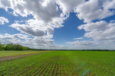 Bahar fotoğrafçılığı, yeşil bir tarlada mısır tohumu, yiyecek için tahıl, örneğin buğday, yulaf ya da mısır. Beyaz kabarık bulutlarda mavi gökyüzü