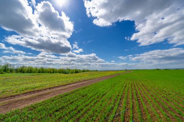 Bahar fotoğrafçılığı, yerel yol, yeşil bir tarlada mısır fideleri, yiyecek için kullanılan tahıllar, örneğin buğday, yulaf veya mısır. Beyaz kabarık bulutlarda mavi gökyüzü