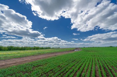 Bahar fotoğrafçılığı, yerel yol, yeşil bir tarlada mısır fideleri, yiyecek için kullanılan tahıllar, örneğin buğday, yulaf veya mısır. Beyaz kabarık bulutlarda mavi gökyüzü