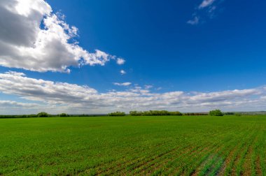 Bahar fotoğrafçılığı, yeşil bir tarlada mısır tohumu, yiyecek için tahıl, örneğin buğday, yulaf ya da mısır. Beyaz kabarık bulutlarda mavi gökyüzü