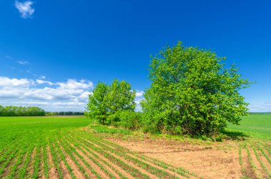 Bahar fotoğrafçılığı, yeşil bir tarlada mısır tohumu, yiyecek için tahıl, örneğin buğday, yulaf ya da mısır. Beyaz kabarık bulutlarda mavi gökyüzü
