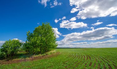 Bahar fotoğrafçılığı, yeşil bir tarlada mısır tohumu, yiyecek için tahıl, örneğin buğday, yulaf ya da mısır. Beyaz kabarık bulutlarda mavi gökyüzü