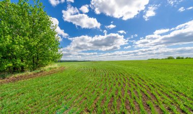 Bahar fotoğrafçılığı, yeşil bir tarlada mısır tohumu, yiyecek için tahıl, örneğin buğday, yulaf ya da mısır. Beyaz kabarık bulutlarda mavi gökyüzü
