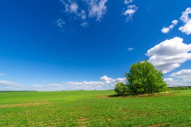 Bahar fotoğrafçılığı, yeşil bir tarlada mısır tohumu, yiyecek için tahıl, örneğin buğday, yulaf ya da mısır. Beyaz kabarık bulutlarda mavi gökyüzü
