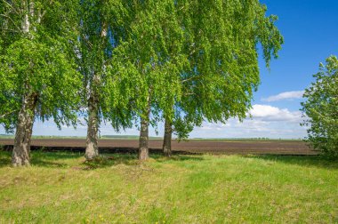 İlkbahar fotoğrafçılığı, tarlalar, çayırlar, ilkbahar güzelliği vadilerin, beyaz kabarık bulutların içindeki muhteşem mavi gökyüzü, dünya kış soğuğundan sonra uyanıyor.