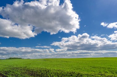 Bahar fotoğrafçılığı, yeşil bir tarlada mısır tohumu, yiyecek için tahıl, örneğin buğday, yulaf ya da mısır. Beyaz kabarık bulutlarda mavi gökyüzü