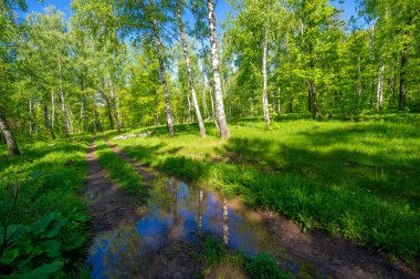 Fotoğraf ilkbaharı, çam ağacı, huş ağacı, karışık orman, yağmur sonrası orman yolu, kır çiçekleri.
