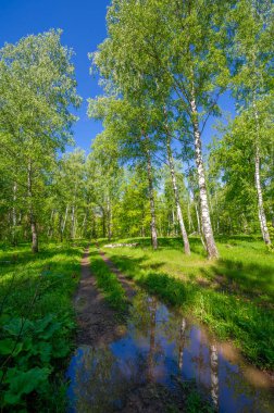 Fotoğraf ilkbaharı, çam ağacı, huş ağacı, karışık orman, yağmur sonrası orman yolu, kır çiçekleri.