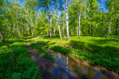 Fotoğraf ilkbaharı, çam ağacı, huş ağacı, karışık orman, yağmur sonrası orman yolu, kır çiçekleri.