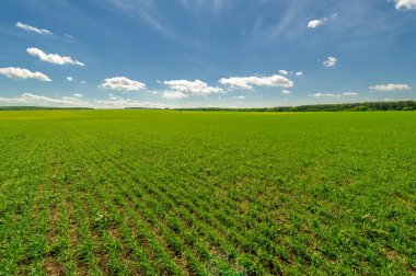 Kış tahılları, ayrıca kış tahılları, güz tahılları veya sonbahar ekili tahıllar olarak da bilinir, sonbaharda ekilen iki yıllık tahıllardır.. 