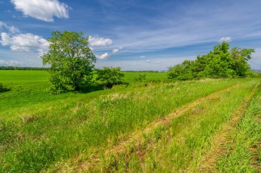 Kış tahılları, ayrıca kış tahılları, güz tahılları veya sonbahar ekili tahıllar olarak da bilinir, sonbaharda ekilen iki yıllık tahıllardır.. 