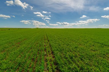 Kış tahılları, ayrıca kış tahılları, güz tahılları veya sonbahar ekili tahıllar olarak da bilinir, sonbaharda ekilen iki yıllık tahıllardır.. 