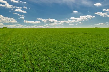 Kış tahılları, ayrıca kış tahılları, güz tahılları veya sonbahar ekili tahıllar olarak da bilinir, sonbaharda ekilen iki yıllık tahıllardır.. 