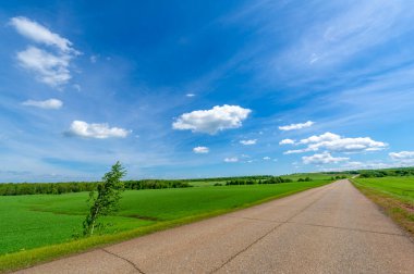 Bahar fotoğrafçılığı, eski asfalt yolu yaşlılıktan çatlamış. Güneşten, rüzgârdan ve soğuktan kahverengi bir tonu var. Ekinler yol kenarında yetişir. Peyzaj cazibesi seyahat gerektirir