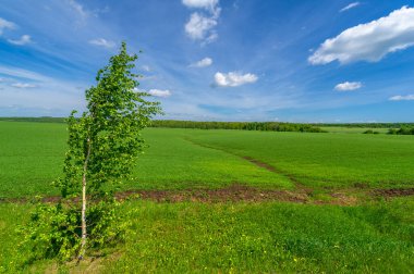 Kış tahılları, ayrıca kış tahılları, güz tahılları veya sonbahar ekili tahıllar olarak da bilinir, sonbaharda ekilen iki yıllık tahıllardır.. 