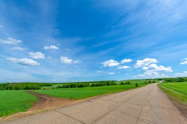 Bahar fotoğrafçılığı, eski asfalt yolu yaşlılıktan çatlamış. Güneşten, rüzgârdan ve soğuktan kahverengi bir tonu var. Ekinler yol kenarında yetişir. Peyzaj cazibesi seyahat gerektirir