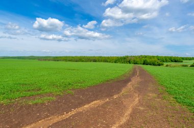 Kış tahılları, ayrıca kış tahılları, güz tahılları veya sonbahar ekili tahıllar olarak da bilinir, sonbaharda ekilen iki yıllık tahıllardır.. 