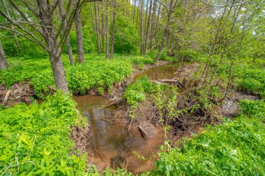Bahar fotoğrafçılığı: baraj nehrinin üzerine kunduzlar, geniş kuyruklu büyük bir yarı su kemirgeni olan yırtıcılardan korumak için inşa edildi. Ağaç gövdelerini ısırıp ağaç kabuklarıyla besleyip baraj inşa etmesiyle tanınır.