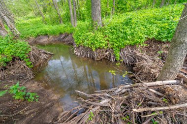 Bahar fotoğrafçılığı: baraj nehrinin üzerine kunduzlar, geniş kuyruklu büyük bir yarı su kemirgeni olan yırtıcılardan korumak için inşa edildi. Ağaç gövdelerini ısırıp ağaç kabuklarıyla besleyip baraj inşa etmesiyle tanınır.
