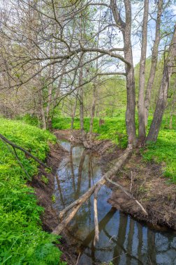 Bahar fotoğrafçılığı: baraj nehrinin üzerine kunduzlar, geniş kuyruklu büyük bir yarı su kemirgeni olan yırtıcılardan korumak için inşa edildi. Ağaç gövdelerini ısırıp ağaç kabuklarıyla besleyip baraj inşa etmesiyle tanınır.