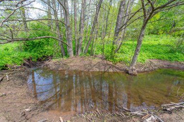 Bahar fotoğrafçılığı: baraj nehrinin üzerine kunduzlar, geniş kuyruklu büyük bir yarı su kemirgeni olan yırtıcılardan korumak için inşa edildi. Ağaç gövdelerini ısırıp ağaç kabuklarıyla besleyip baraj inşa etmesiyle tanınır.
