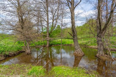 Bahar fotoğrafçılığı: baraj nehrinin üzerine kunduzlar, geniş kuyruklu büyük bir yarı su kemirgeni olan yırtıcılardan korumak için inşa edildi. Ağaç gövdelerini ısırıp ağaç kabuklarıyla besleyip baraj inşa etmesiyle tanınır.