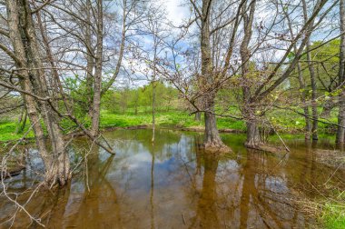Bahar fotoğrafçılığı: baraj nehrinin üzerine kunduzlar, geniş kuyruklu büyük bir yarı su kemirgeni olan yırtıcılardan korumak için inşa edildi. Ağaç gövdelerini ısırıp ağaç kabuklarıyla besleyip baraj inşa etmesiyle tanınır.
