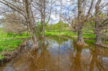 Bahar fotoğrafçılığı: baraj nehrinin üzerine kunduzlar, geniş kuyruklu büyük bir yarı su kemirgeni olan yırtıcılardan korumak için inşa edildi. Ağaç gövdelerini ısırıp ağaç kabuklarıyla besleyip baraj inşa etmesiyle tanınır.