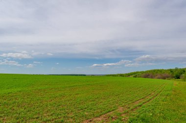 Kış tahılları, ayrıca kış tahılları, güz tahılları veya sonbahar ekili tahıllar olarak da bilinir, sonbaharda ekilen iki yıllık tahıllardır.. 