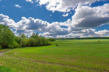 Bahar fotoğrafçılığı, yeşil bir tarlada mısır tohumu, yiyecek için tahıl, örneğin buğday, yulaf ya da mısır. Beyaz kabarık bulutlarda mavi gökyüzü