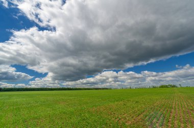 Bahar fotoğrafçılığı, yeşil bir tarlada mısır tohumu, yiyecek için tahıl, örneğin buğday, yulaf ya da mısır. Beyaz kabarık bulutlarda mavi gökyüzü