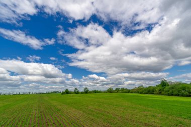 Bahar fotoğrafçılığı, yeşil bir tarlada mısır tohumu, yiyecek için tahıl, örneğin buğday, yulaf ya da mısır. Beyaz kabarık bulutlarda mavi gökyüzü