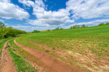 Bahar fotoğrafçılığı, yerel yol, yeşil bir tarlada mısır fideleri, yiyecek için kullanılan tahıllar, örneğin buğday, yulaf veya mısır. Beyaz kabarık bulutlarda mavi gökyüzü