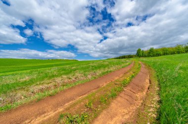 Bahar fotoğrafçılığı, yerel yol, yeşil bir tarlada mısır fideleri, yiyecek için kullanılan tahıllar, örneğin buğday, yulaf veya mısır. Beyaz kabarık bulutlarda mavi gökyüzü