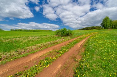 Bahar fotoğrafçılığı, yerel yol, yeşil bir tarlada mısır fideleri, yiyecek için kullanılan tahıllar, örneğin buğday, yulaf veya mısır. Beyaz kabarık bulutlarda mavi gökyüzü