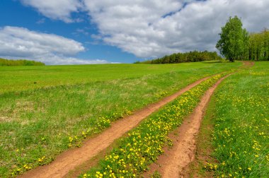 Bahar fotoğrafçılığı, yerel yol, yeşil bir tarlada mısır fideleri, yiyecek için kullanılan tahıllar, örneğin buğday, yulaf veya mısır. Beyaz kabarık bulutlarda mavi gökyüzü
