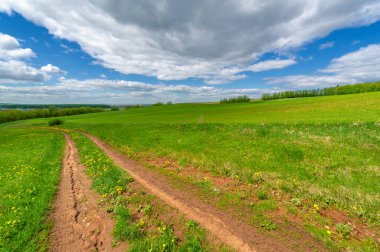 Bahar fotoğrafçılığı, yerel yol, yeşil bir tarlada mısır fideleri, yiyecek için kullanılan tahıllar, örneğin buğday, yulaf veya mısır. Beyaz kabarık bulutlarda mavi gökyüzü