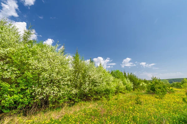 Wiosenne Zdjęcie Szerokokątnym Obiektywem Jabłonie Kwitną Sosnowym Lesie Śnieżnobiałe Drzewa — Zdjęcie stockowe