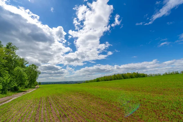 Fotografia Primavera Mudas Cereais Campo Alegre Verde Grãos Usados Para — Fotografia de Stock