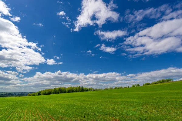 Fotografia Primaverile Piantine Cereali Campo Verde Gioioso Cereali Utilizzati Alimentazione — Foto Stock