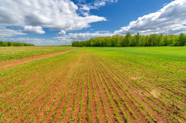 Frühlingsfotos Getreidesämlinge Auf Einem Grünen Feld Getreide Das Als Nahrungsmittel — Stockfoto