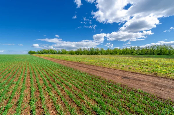 Frühlingsfotografie Lokale Straße Getreidesämlinge Einem Grünen Fröhlichen Feld Getreide Das — Stockfoto