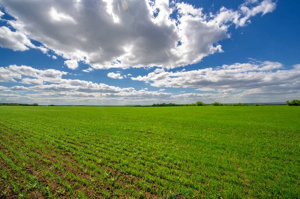 Bahar fotoğrafçılığı, yeşil bir tarlada mısır tohumu, yiyecek için tahıl, örneğin buğday, yulaf ya da mısır. Beyaz kabarık bulutlarda mavi gökyüzü