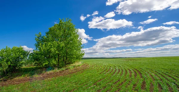 Fotografía Primavera Plántulas Cereales Campo Verde Alegre Grano Utilizado Para — Foto de Stock