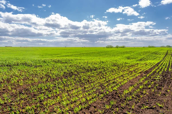 春光摄影 麦苗在绿油油的田野里 谷粒用作食物 如小麦 燕麦或玉米 蓝天白云飘扬 — 图库照片