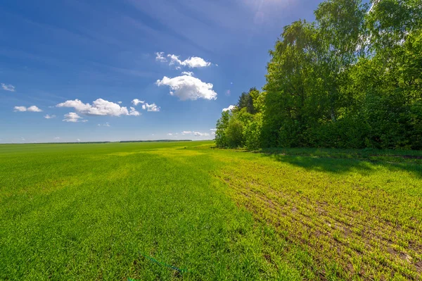 Winter Cereals Also Called Winter Grains Fall Cereals Fall Grains — Stock Photo, Image