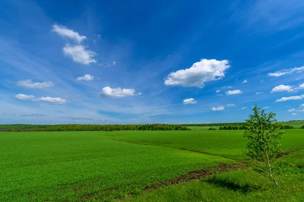 Los Cereales Invierno También Llamados Granos Invierno Cereales Otoño Granos — Foto de Stock