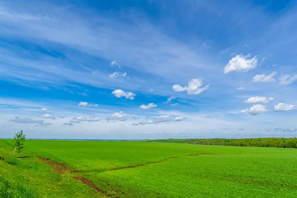 Los Cereales Invierno También Llamados Granos Invierno Cereales Otoño Granos — Foto de Stock