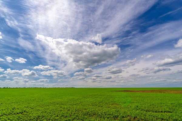 Summer Photo Floodplain Meadows — Stock Photo, Image