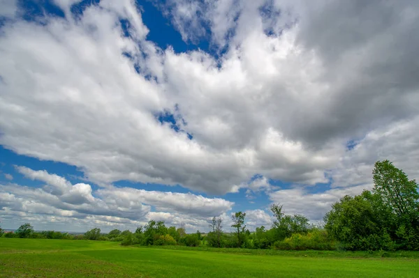 Spring Photography Cereal Seedlings Green Joyful Field Grain Used Food — Stock Photo, Image